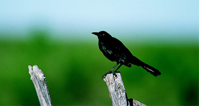 Nearly 50 birds fall from the sky in Boston