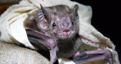 Scientists predict spread of vampire bat rabies virus