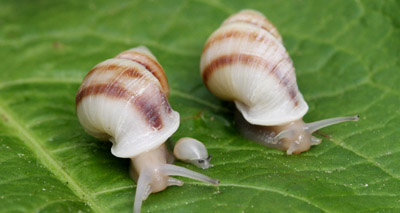 Critically endangered snails reintroduced to wild