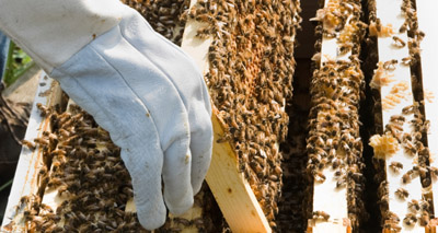 New project unites beekeepers and farmers