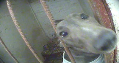 Dogs Trust ‘concerned’ over greyhound review