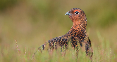 Grouse shooting ban will be debated by MPs