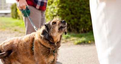 'Majority' of vets asked to euthanise healthy pets