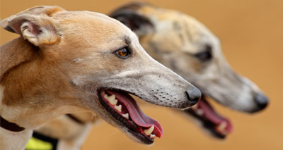 Hare coursing operation underway in Lincolnshire