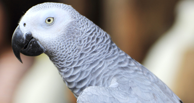 Pet trade 'pushing African greys to extinction'