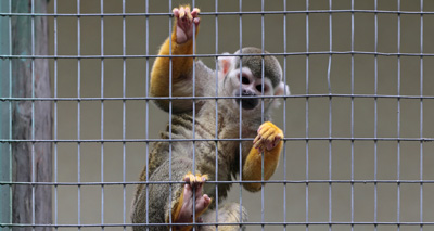 'Thousands' of primates kept as pets, charities say