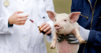 British public awareness of veterinary medicines improving