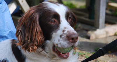 Fire investigation dog to receive special award