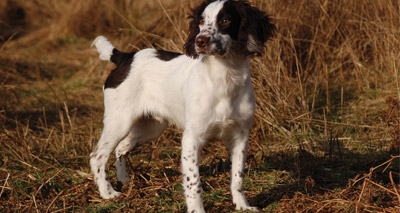 New legislation prioritises animal welfare