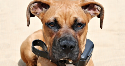 Mixed views on Scottish animal welfare laws