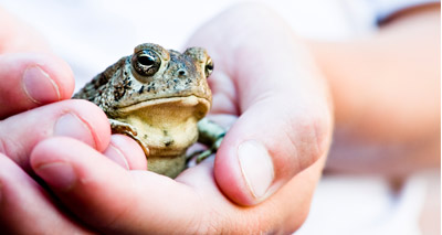 Common toad declines by nearly 70 per cent