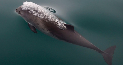 EU takes UK to court over harbour porpoises