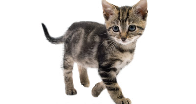 Kitten hijacks Turkish TV show