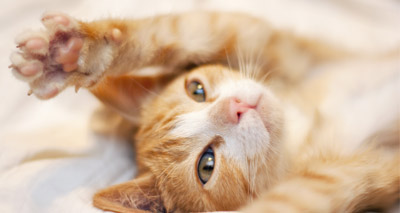 Cat's colour rated important in choosing a pet