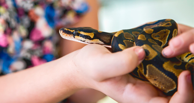 Disease risk from exotic pets is 'unpredictable'