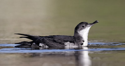 Seabird colonies rebuilt on Scilly