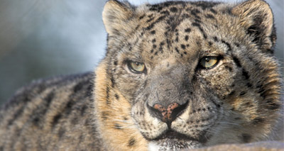 Endangered snow leopards illegally killed in hundreds