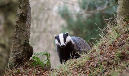 Wales rules out 'England-style' badger cull