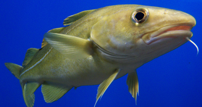 Scientists investigate regional cod accents