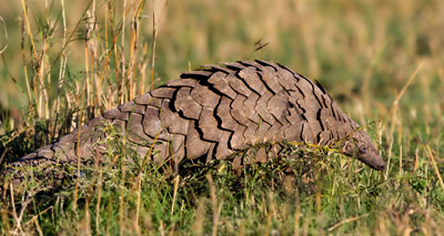 Giant pouch rats to sniff out pangolins