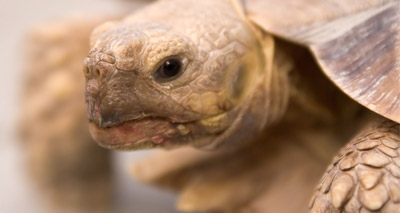 Tortoise owners urged to delay hibernation