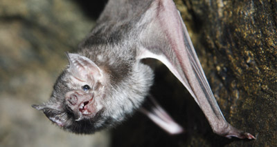 Study shows zoonotic potential of bat influenza virus