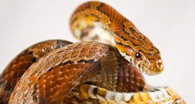 Exotic pet abandonment is at 'epidemic' level