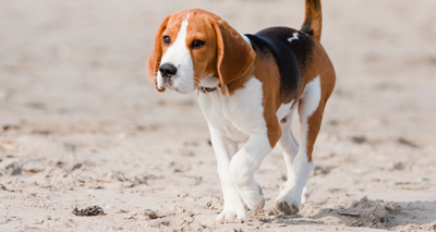 Rise in Dog Control Orders being issued
