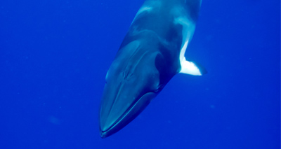 Vote for greater scrutiny of scientific whaling