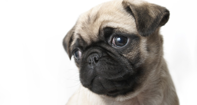 Merle pugs will not be registered - Kennel Club