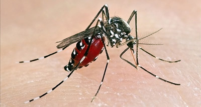 Asian tiger mosquito found in the UK