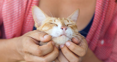 One-in-four pet owners do no pre-purchase research
