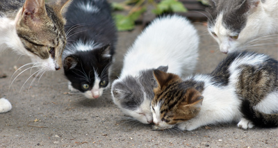 Charity charts hundreds of stray cats in Nottingham