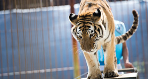 Italy confirms ban on animal performances in zoos