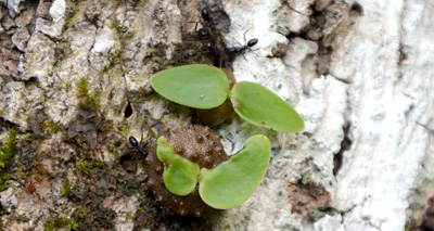 Ants began farming before humans, study finds