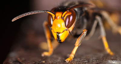 Asian hornet outbreak contained, Defra confirms