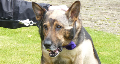 MPs support calls for 'Finn's Law'