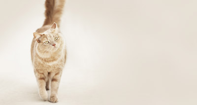 Carbapenem-resistent Salmonella found in cat