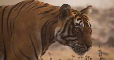 Tigers under threat from infrastructure plans, report finds