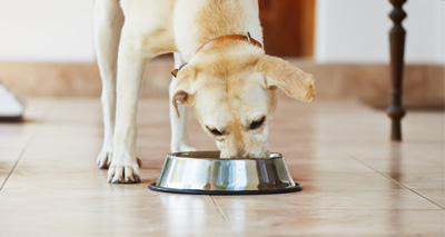 Dogs adapted to digest starch 7,000 years ago, study finds