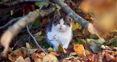 Vets warned over rise in feline cowpox cases