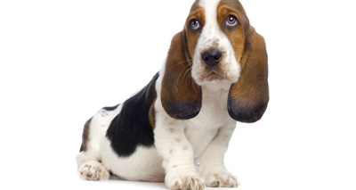 Basset hound reclassified as 'category two' breed