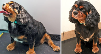 Dog wins top prize after incredible weight loss