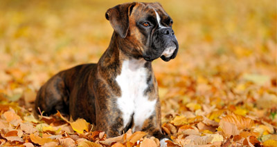 Boxer pup searches soar following John Lewis advert