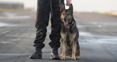 MPs to debate 'Finn's law' after police dog attacked