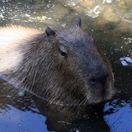 Scotland recognises beaver as a native species