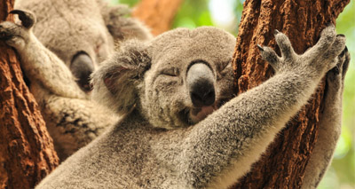 Daylight saving time could save koalas, study suggests