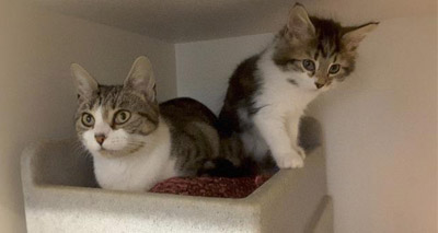 Un-neutered cats top list of felines in need