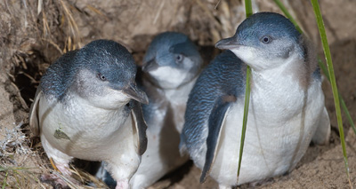 Underpass built for blue penguins