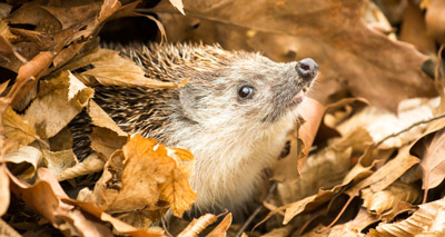 Check for hedgehogs this bonfire night